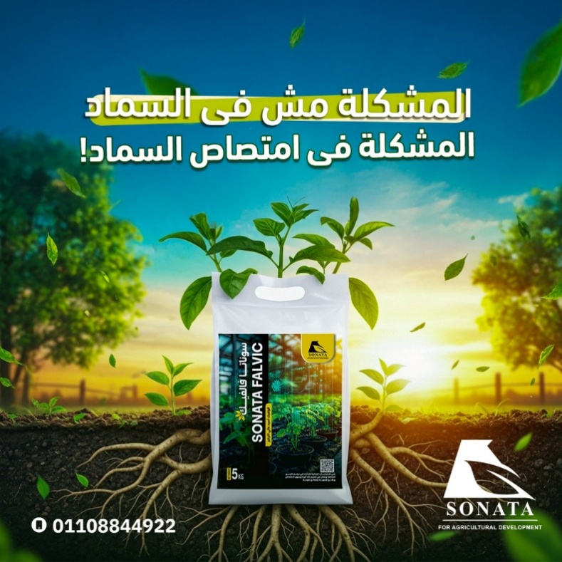سوناتا فالفك