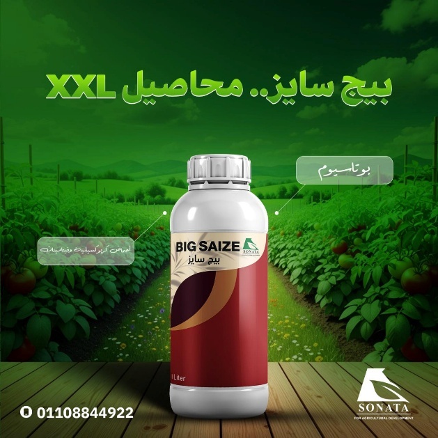 بيج سايز